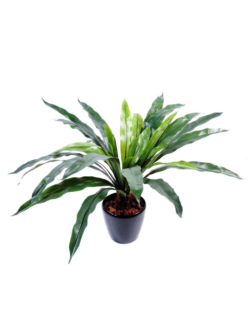 Asplenium artificiel