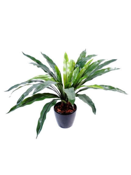 Asplenium artificiel