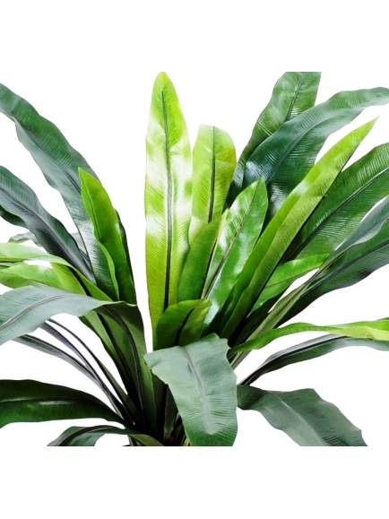 Asplenium artificiel