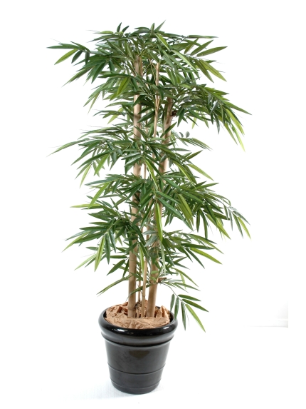 Bambou new grosses cannes