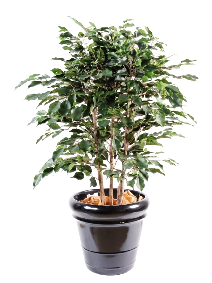 Ficus Exotica Buisson Artificiel