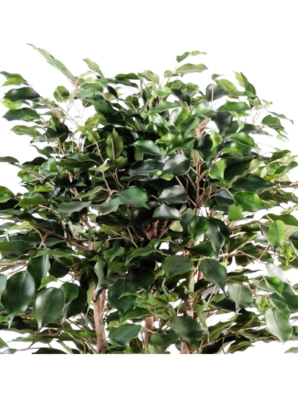 Ficus Exotica Buisson Artificiel