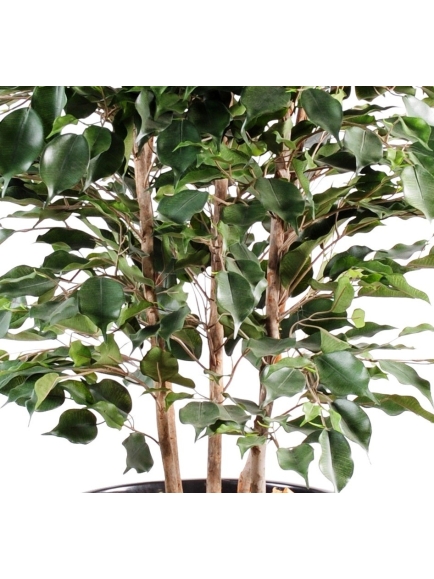 Ficus Exotica Buisson Artificiel