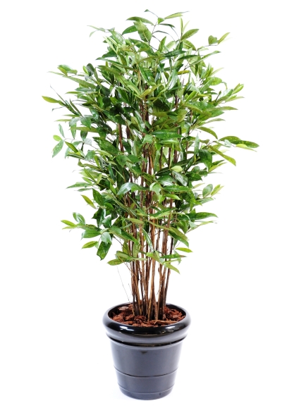 Dracaena surculosa artificiel :