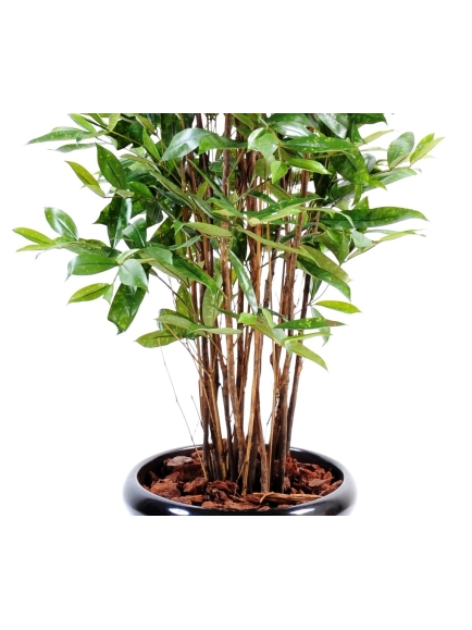Dracaena surculosa artificiel :