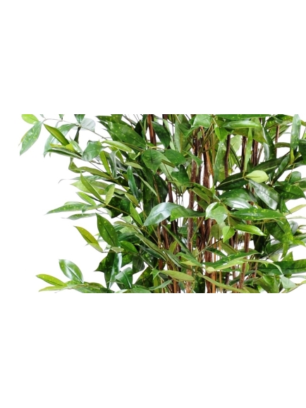 Dracaena surculosa artificiel :