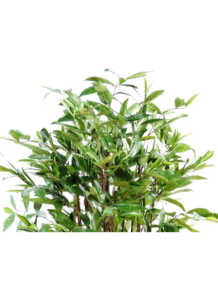 Dracaena surculosa artificiel :