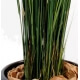 Carex vulpina artificiel 135 cm 