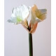 Amaryllis artificiel en tige 75 cm vendus par 6 Blanc