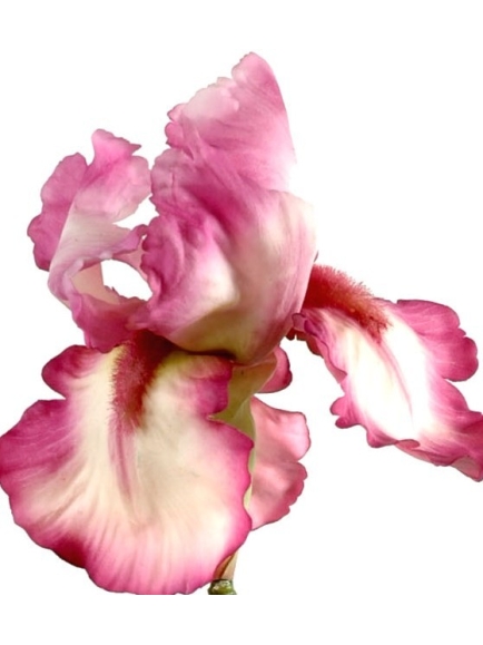 Iris sauvage artificiel vendu par 6 tiges