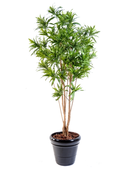 Dracaena artificiel buisson reflexa - 2 tailles - 160 ou 180 cm
