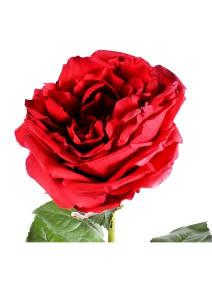 Rose Anglaise artificielle - 6 couleurs - Diam 14 cm - Vendues par 3