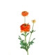 Fleurs artificielles RENONCULES - Vendues par 6 tiges &agrave; la couleur - Jaune ou P&ecirc;che Pêche