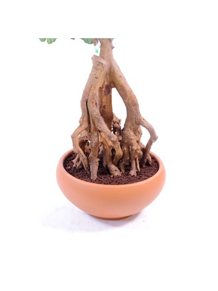 Ginkgobiloba Root artificiel - Hauteur 180 cm