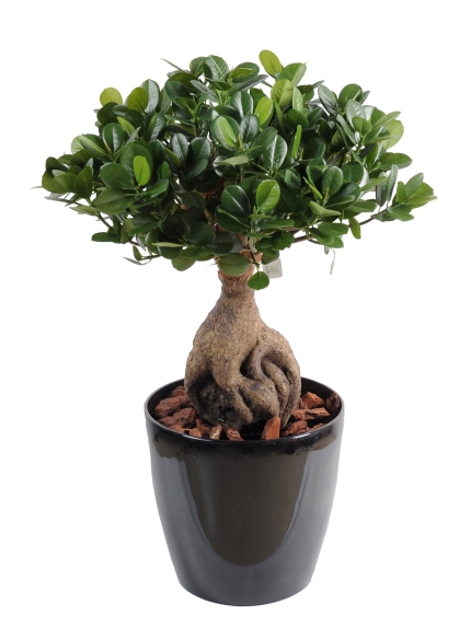 Ficus artificielPanda Ginseng - Hauteur 60 cm