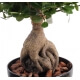 Ficus artificielPanda Ginseng - Hauteur 60 cm