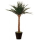 Palmier Phoénix Stabilisé 21 Palmes - Hauteur 180 cm