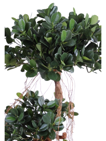 Ficus artificiel Panda New - 150 cm - Tronc Bois Naturel