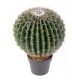 Cactus artificiel Echino rond  - 35 cm et 45 cm