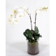 Orchidée Phalaenopsis artificielle - Vase rond