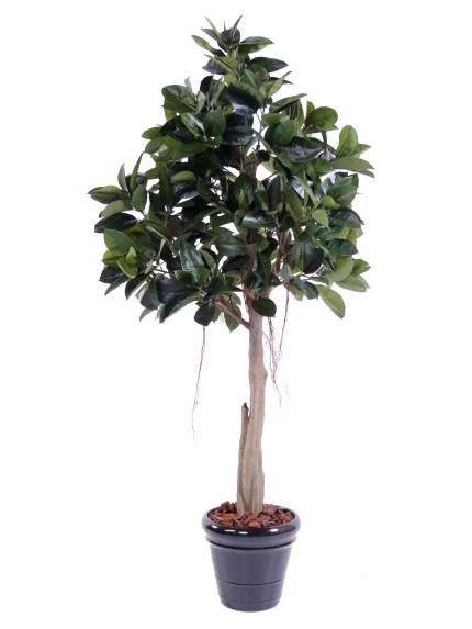 Rubber plant tree artificiel - 220 cm