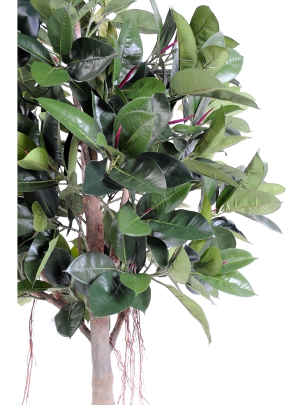 Rubber plant tree artificiel - 220 cm