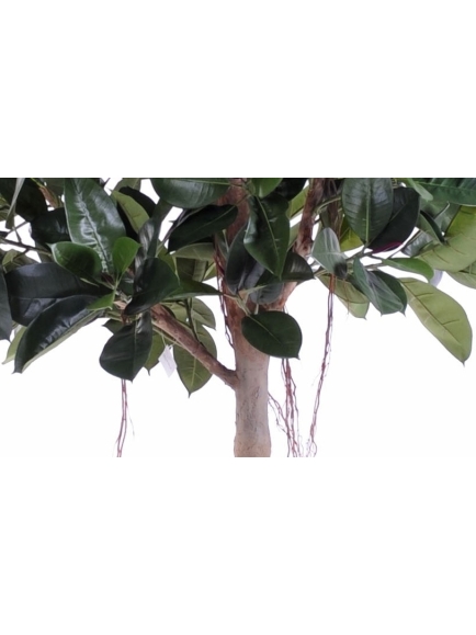 Rubber plant tree artificiel - 220 cm