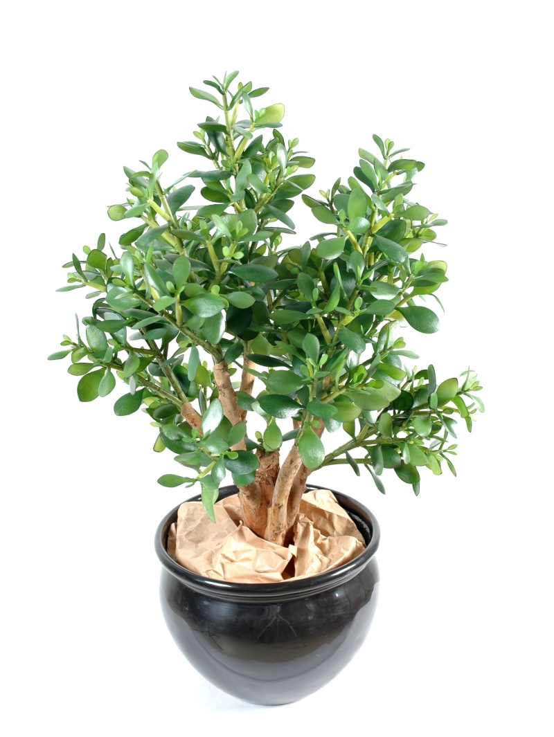 Crassula large artificiel - Plante grace