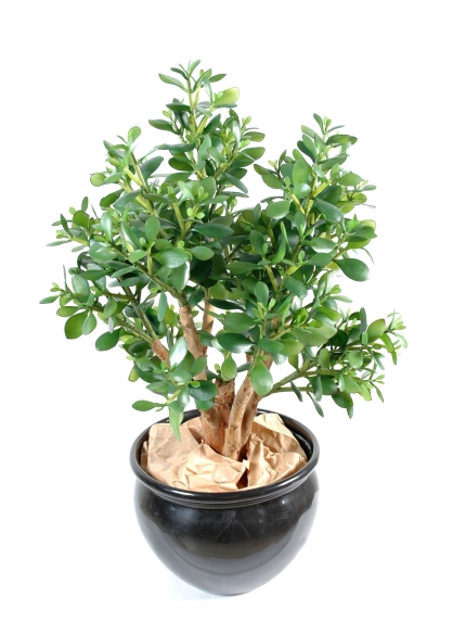 Crassula large artificiel - Plante grace