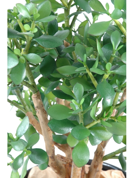 Crassula large artificiel - Plante grace