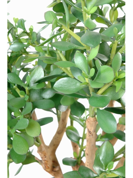 Crassula large artificiel - Plante grace