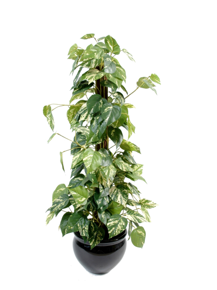 Pothos artificiel - tuteur en fibre de coco - Hauteur 100 cm