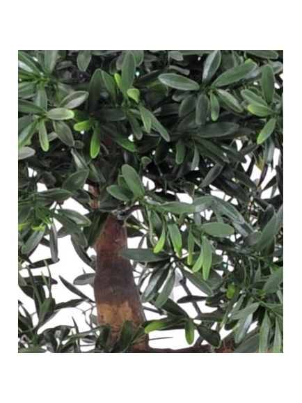 Bonsai artificiel Black Willow - 50 cm