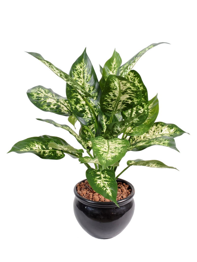 Dieffenbachia artificiel en pot plastique - 26 feuilles