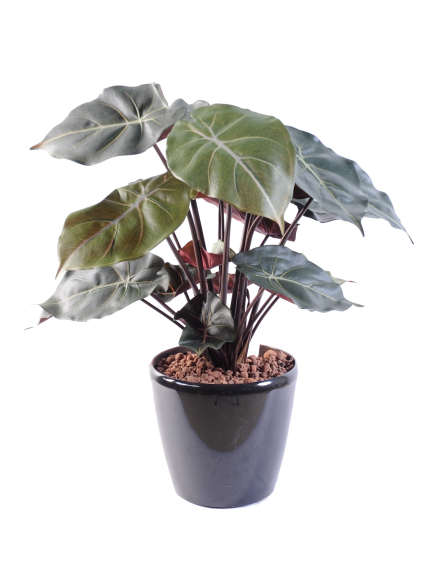 Syngonium Podophyllum en pot - 55 cm