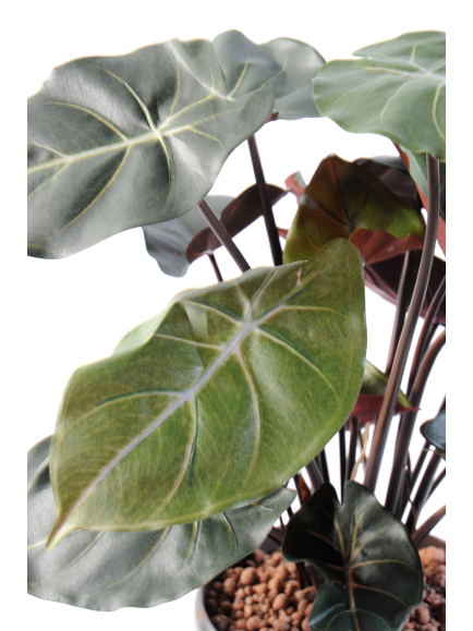 Syngonium Podophyllum en pot - 55 cm