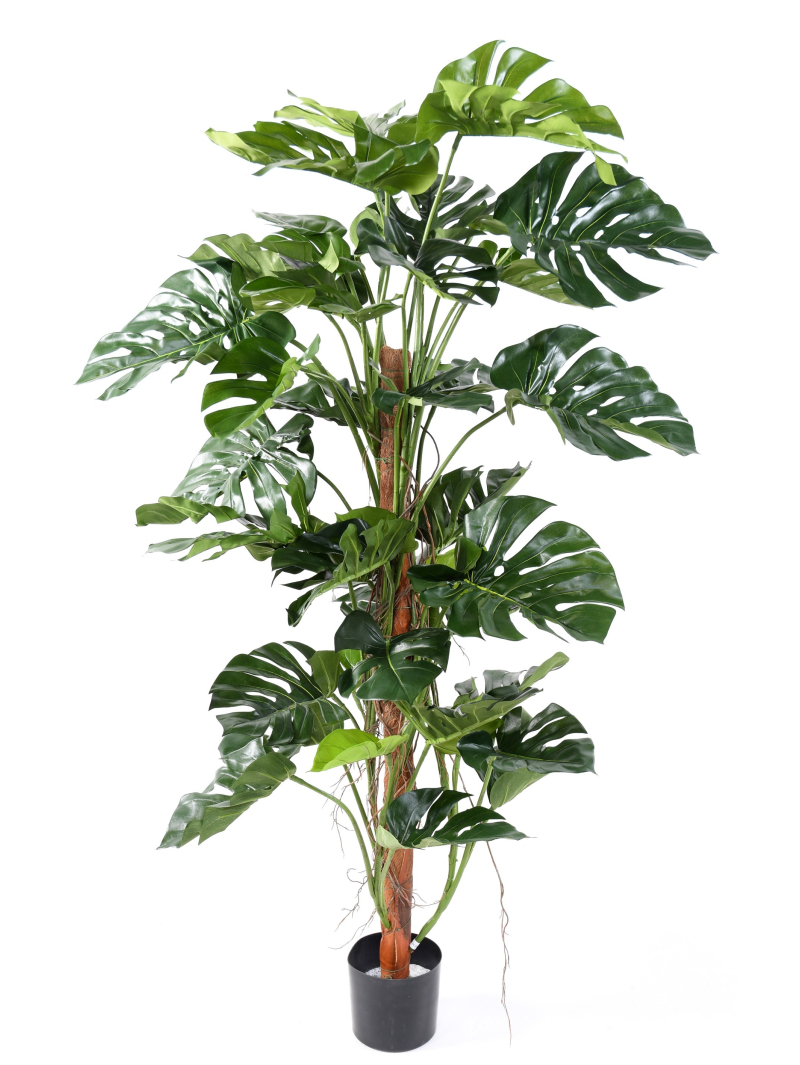 Phylodendron artificiel tronc coco - 160 cm