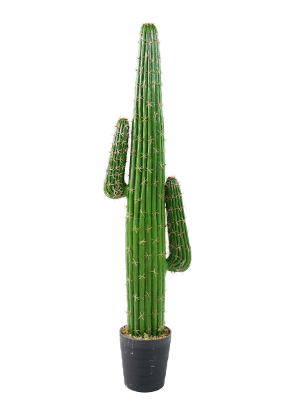 Cactus "Mexico"- Hauteur 138 cm