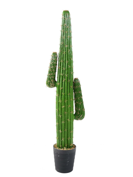 Cactus "Mexico"- Hauteur 138 cm