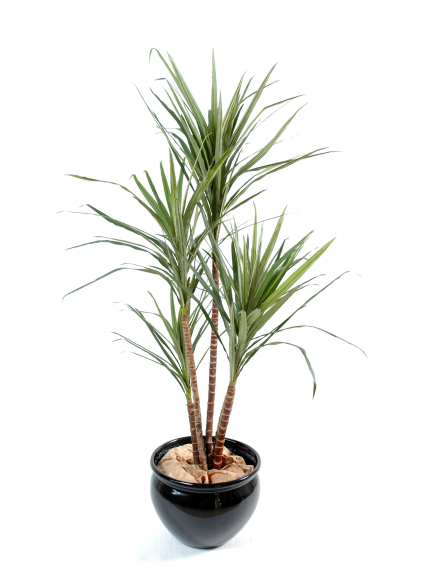 Dracaena artificiel Marginata