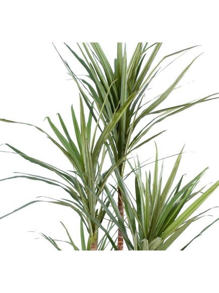 Dracaena artificiel Marginata