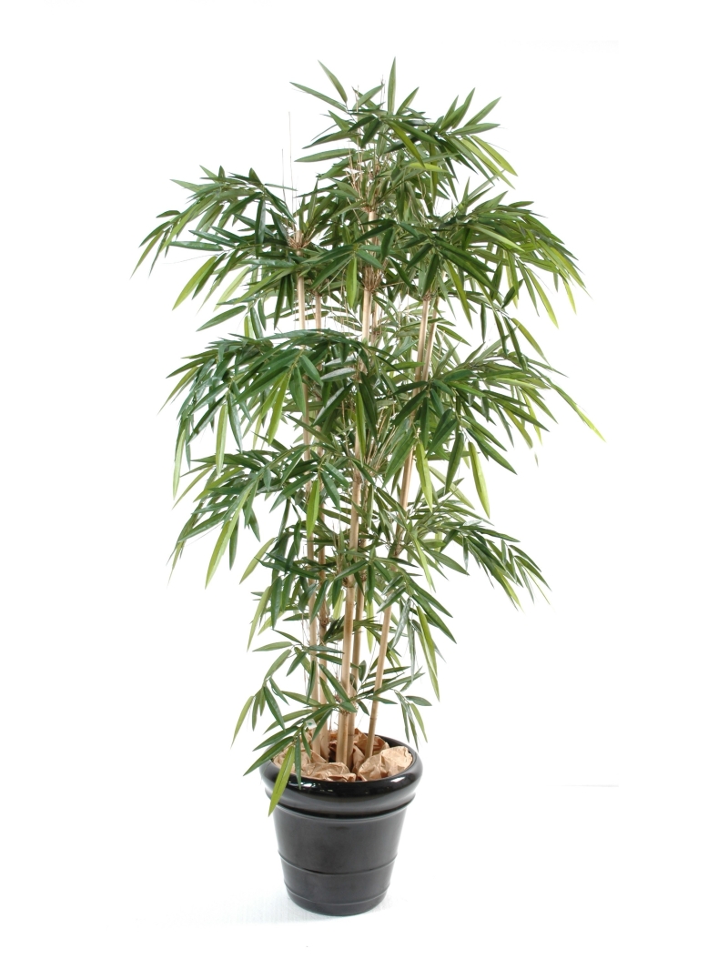 Bambou artificie "new" - 9 cannes 