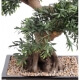 Bonsai artificiel Black Willow - 50 cm