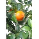 Oranger artificiel goldeb 180 cm