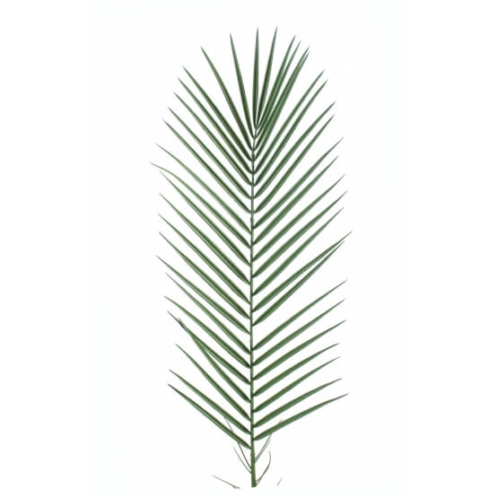 Palmes artificielles de palmier Phoenix 95 CM