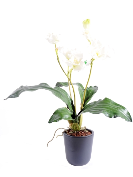 Orchidée artificielle Lycaste