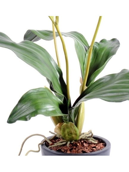 Orchidée artificielle Lycaste