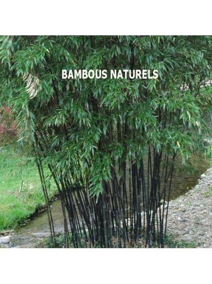 Bambou artificiel black cannes naturelles 145 et 175 cm
