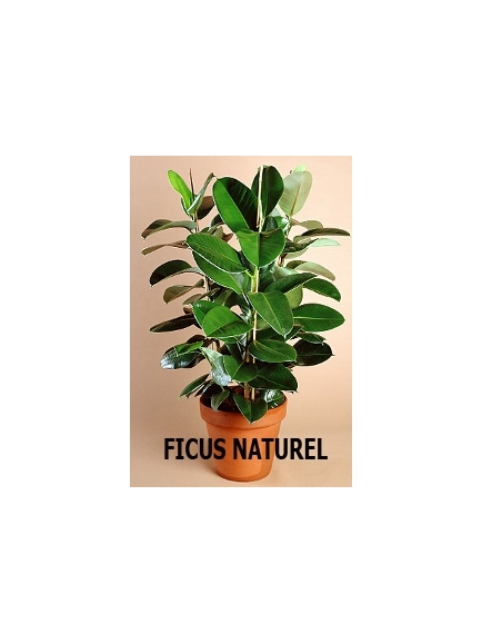 Ficus artificiel elastica - 90 cm