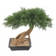 Bonsa&iuml; artificiel Juniperus en coupe 60 CM